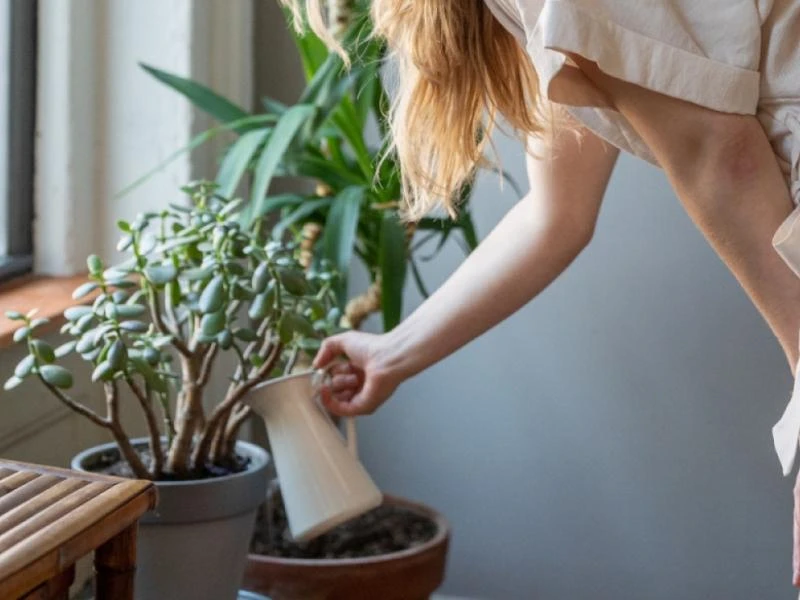 Comment assurer la survie de vos végétaux pendant les vacances ?