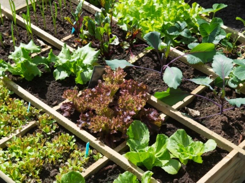 Réussir son potager : Conseils pratiques pour un jardinage optimal !