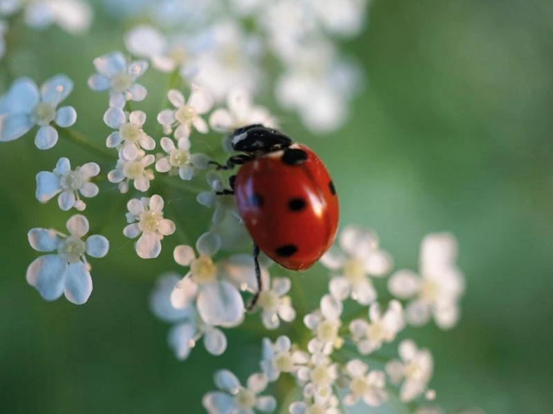 Pourquoi les coccinelles ont des points noirs ?