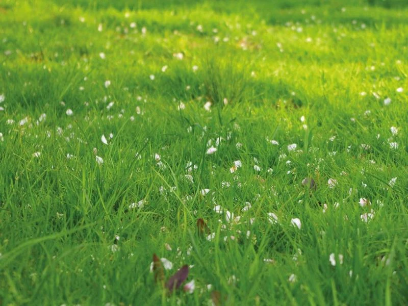 Pourquoi la tondeuse fait pousser l'herbe ?